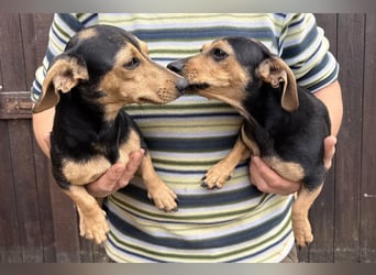 Lotti & Lotta – zwei liebevolle Dackelmix-Schwestern suchen ein Zuhause