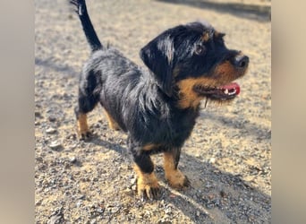 MURRAY-charmanter, lustiger Bub erobert alle Herzen-aufgeschlossen, fröhlich, sucht er seine Familie