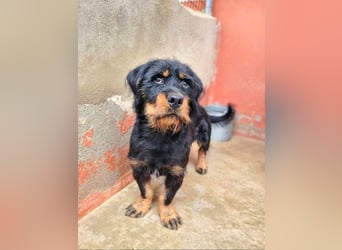 MURRAY-charmanter, lustiger Bub erobert alle Herzen-aufgeschlossen, fröhlich, sucht er seine Familie