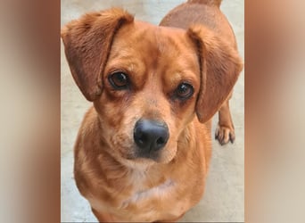 Kleiner DINO REY- sucht liebevolles Für-immer-Zuhause