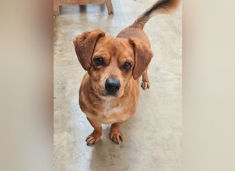 Kleiner DINO REY- sucht liebevolles Für-immer-Zuhause