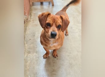 Kleiner DINO REY- sucht liebevolles Für-immer-Zuhause