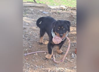 MURRAY-charmanter, lustiger Bub erobert alle Herzen-aufgeschlossen, fröhlich, sucht er seine Familie