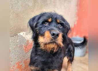 MURRAY-charmanter, lustiger Bub erobert alle Herzen-aufgeschlossen, fröhlich, sucht er seine Familie