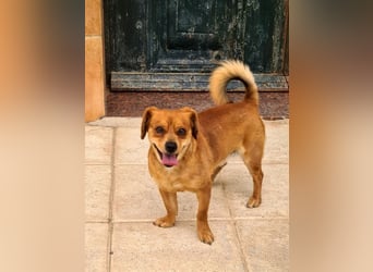 Kleiner DINO REY- sucht liebevolles Für-immer-Zuhause