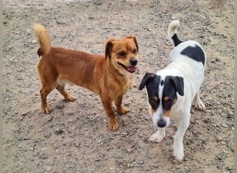 Kleiner DINO REY- sucht liebevolles Für-immer-Zuhause