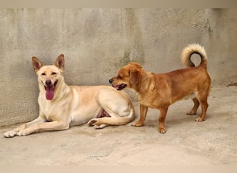 Kleiner DINO REY- sucht liebevolles Für-immer-Zuhause