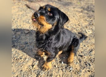 MURRAY-charmanter, lustiger Bub erobert alle Herzen-aufgeschlossen, fröhlich, sucht er seine Familie