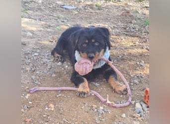 MURRAY-charmanter, lustiger Bub erobert alle Herzen-aufgeschlossen, fröhlich, sucht er seine Familie