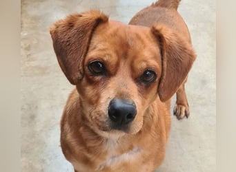 Kleiner DINO REY- sucht liebevolles Für-immer-Zuhause