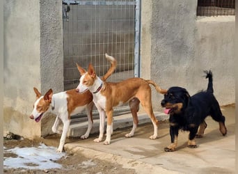 MURRAY-charmanter, lustiger Bub erobert alle Herzen-aufgeschlossen, fröhlich, sucht er seine Familie