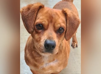 Kleiner DINO REY- sucht liebevolles Für-immer-Zuhause