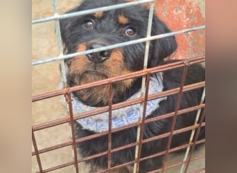 MURRAY-charmanter, lustiger Bub erobert alle Herzen-aufgeschlossen, fröhlich, sucht er seine Familie