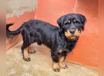 MURRAY-charmanter, lustiger Bub erobert alle Herzen-aufgeschlossen, fröhlich, sucht er seine Familie