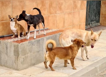 Kleiner DINO REY- sucht liebevolles Für-immer-Zuhause