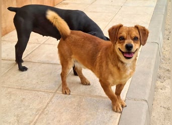 Kleiner DINO REY- sucht liebevolles Für-immer-Zuhause