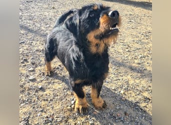 MURRAY-charmanter, lustiger Bub erobert alle Herzen-aufgeschlossen, fröhlich, sucht er seine Familie