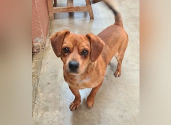 Kleiner DINO REY- sucht liebevolles Für-immer-Zuhause