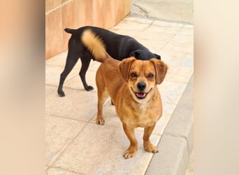 Kleiner DINO REY- sucht liebevolles Für-immer-Zuhause