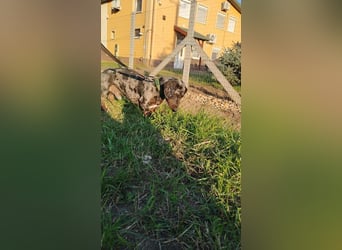 Merlin, Kurzhaardackel, Rüde, geb. ca. 10.2023, 26 cm, ca. 5,5 kg