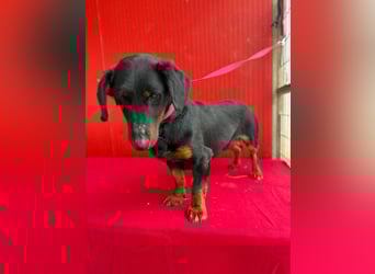 Ludopico, Dackel-Mix, Rüde, geb. am 10.01.2025, 30 cm