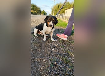 Jojo, Dackel-Mix, Rüde, geb. ca. 08.2024, 30 cm, 10 kg