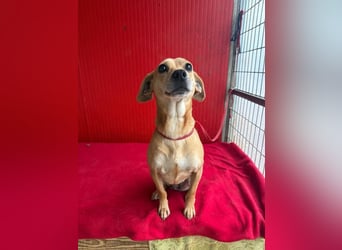 Mia, Dackel-Mix, Hündin, geb. am 01.01.2021, 30 cm, 8,5 kg