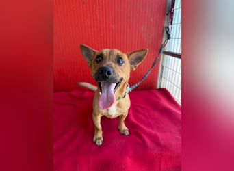 Robi, Dackel-Mix, Rüde, ca. 1 Jahr, ca. 30 cm, 7 kg