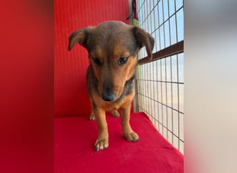 Emma, Dackel-Mix, Hündin, ca. 1 Jahr, 30 cm, 10 kg