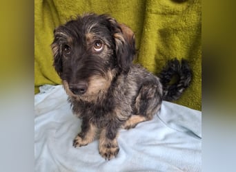 Rudo, Dackel-Mix, Rüde, ca. 1 Jahr, 32 cm, 9 kg