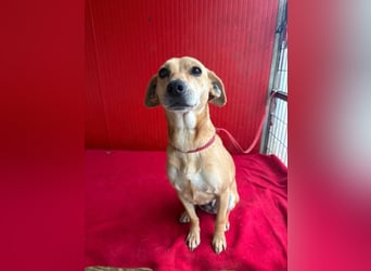 Mia, Dackel-Mix, Hündin, geb. am 01.01.2021, 30 cm, 8,5 kg