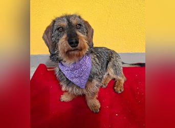 Morris, Dackel-Mix, Rüde, ca. 1 Jahr, 34 cm, 12 kg