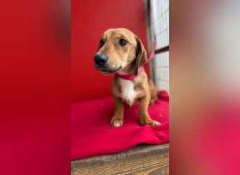 Lenny, Dackel-Mix, Rüde, ca. 1 Jahr, 35 cm