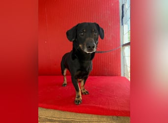 Teddy, Dackel-Mix, Rüde, geb. am 24.05.2019, 30 cm, 9 kg