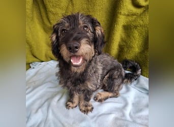 Rudo, Dackel-Mix, Rüde, ca. 1 Jahr, 32 cm, 9 kg