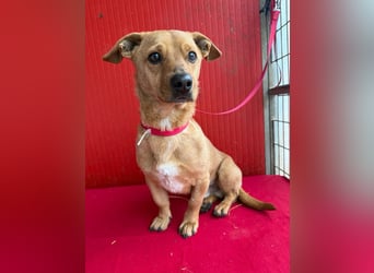 Fritz, Dackel-Mix, Rüde, geb. am 01.12.2021, 30 cm