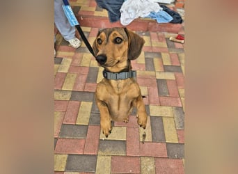 Funny, Dackel-Mix, Hündin, 1,5 Jahre, ca. 30 cm