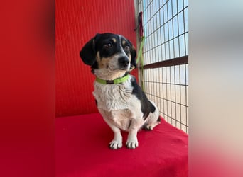 Ella, Dackel-Mix, Hündin, ca. 1 Jahr, 30 cm, 10 kg