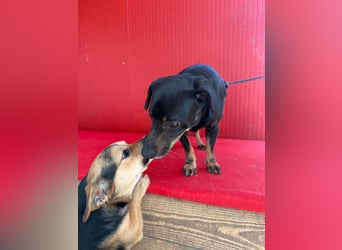 Teddy, Dackel-Mix, Rüde, geb. am 24.05.2019, 30 cm, 9 kg