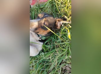 Jojo, Dackel-Mix, Rüde, geb. ca. 08.2024, 30 cm, 10 kg