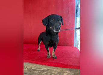 Teddy, Dackel-Mix, Rüde, geb. am 24.05.2019, 30 cm, 9 kg