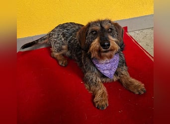 Morris, Dackel-Mix, Rüde, ca. 1 Jahr, 34 cm, 12 kg