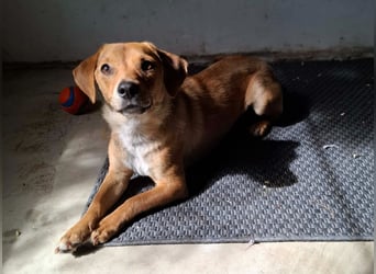 Freya, Dackel-Mix, Hündin, ca. 1,5 Jahre, ca. 30 cm