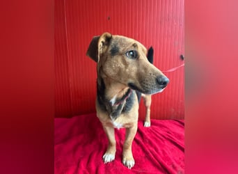 Benji, Dackel-Mix, Rüde, geb. am 18.12.2023, 32 cm