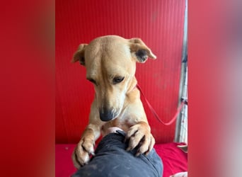 Mia, Dackel-Mix, Hündin, geb. am 01.01.2021, 30 cm, 8,5 kg