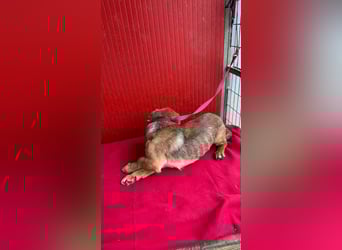 Lenny, Dackel-Mix, Rüde, ca. 1 Jahr, 35 cm