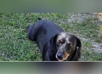 Kalle, Dackel-Mix, Rüde, 10 Jahre, ca. 30 cm - Notfall -