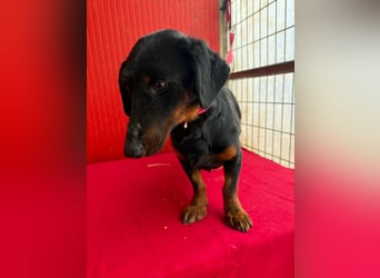 Ludopico, Dackel-Mix, Rüde, geb. am 10.01.2025, 30 cm