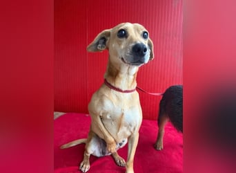 Mia, Dackel-Mix, Hündin, geb. am 01.01.2021, 30 cm, 8,5 kg