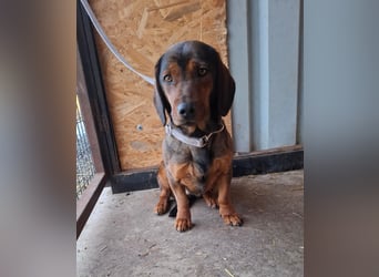 Mia, Dackel-Mix, Hündin, ca. 2,5 Jahre, ca. 30 - 35 cm